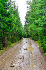 rain in forest. Road with puddles and mud in wood during rain