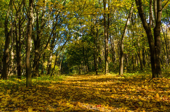 Fototapeta City park in the sunny day in the autumn season