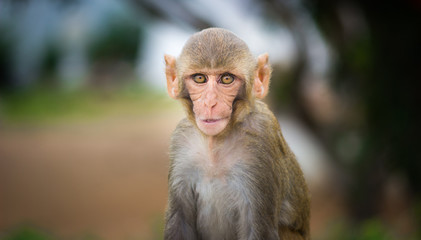 A portrait of a Rhesus Macaque Monkey