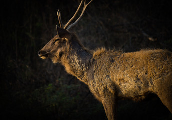Deer seen in a soft dark background.