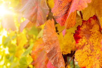 colorfully colored grape leaves
