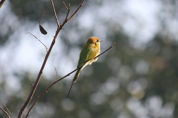 The green bee eater sitting on the tree with a nice bokeh background.