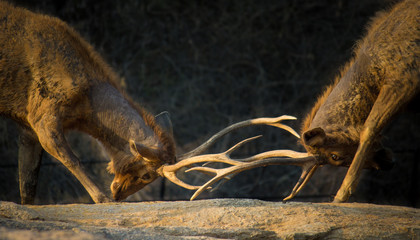 Portrait of a Deer in a soft dark background and soft light. © Robbie Ross