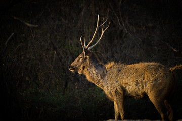 Portrait of a Deer in a soft dark background and soft light. © Robbie Ross