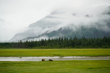 Fototapeta premium Bears and mountains