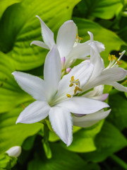 Hosta plantaginea. White Lily. Very expressive smell. White or gray flowers among a huge bush of lime leaves.