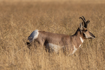 Pronghorn Antelope Buck in Fall