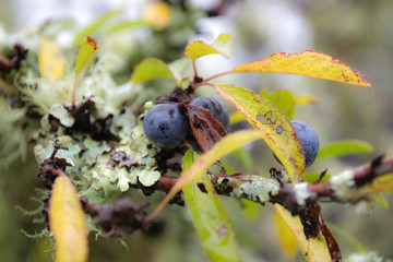 Sloe Purple Berry Close Up