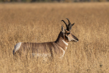 Pronghorn Antelope Buck in Fall
