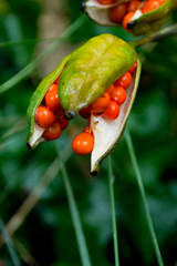 Wild Red Berry Seeds