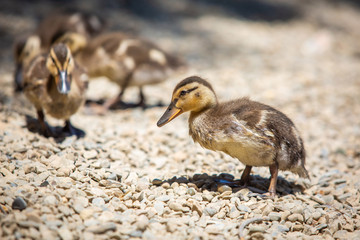 Cute little ducklings family together summer day