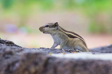 Squirrels are members of the family Sciuridae, a family that includes small or medium-size rodents. 