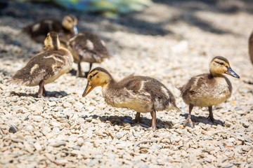 Cute little ducklings family together summer day