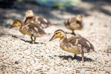 Cute little ducklings family together summer day
