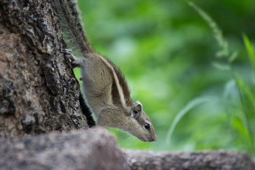 A Squirrel on the tree trunk looking curiously in its natural habitat with a nice soft green blurry background.