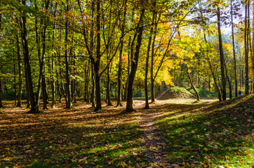 City park in the sunny day in the autumn season