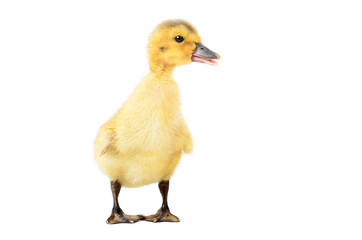Curious little duckling, isolated on white background
