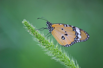 Plain Tiger  butterfly sitting on the flower plant with a nice soft background in its natural habitat