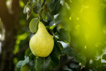 Tasty young healthy organic juicy pears hanging on a branch