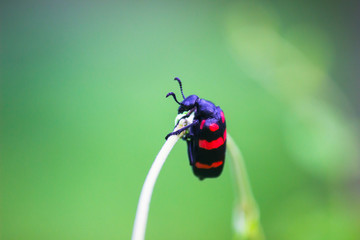 Beetle bug hanging on to a flower plant.