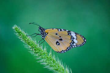The Monarch butterfly sitting on the Celosia Flower Plant with a nice soft green bllurry background