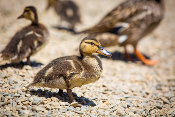 Cute little ducklings family together summer day