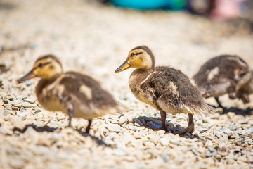 Cute little ducklings family together summer day