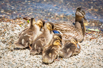 Family of cute little ducklings together at the lake