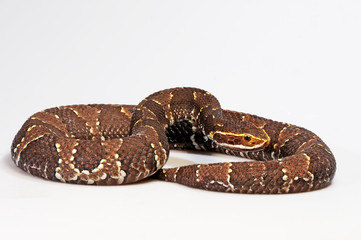 Mexikanische Mokassinotter (Agkistrodon bilineatus taylori ) - Mexican moccasin