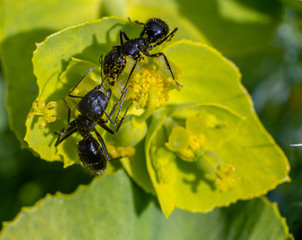 lucha de hormigas por el nectar