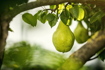 Tasty young healthy organic juicy pears hanging on a branch