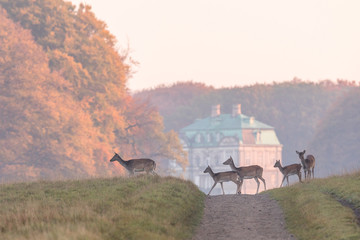 Fallow Deer, Dama dama, females and fawns crossing the dirt road in Dyrehave, Denmark. The Hermitage Palace out of focus in the background.