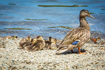 Family of cute little ducklings together at the lake