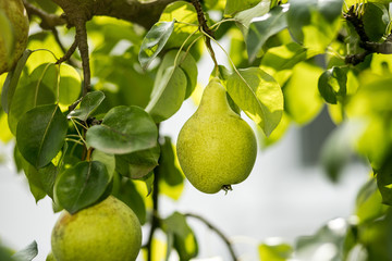 Tasty young healthy organic juicy pears hanging on a branch