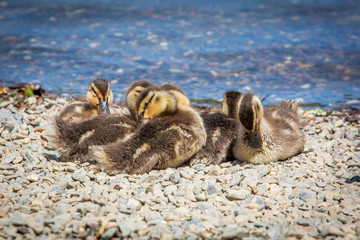 Cute little ducklings family together summer day