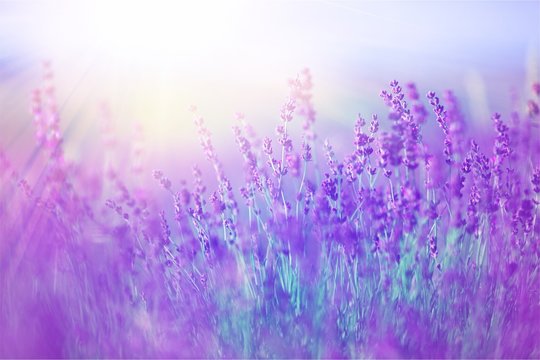 Beautiful violet lavender field