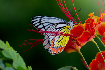 Beautiful Jezebel Butterfly among lovely flowers.... 