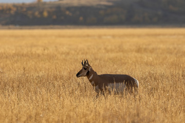 Pronghorn Antelope Buck in Fall