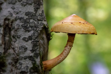 mushroom in forest