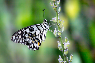 The Common Lime Butterfly sitting on the flower plants in its natural habitat with a nice soft blurry background.