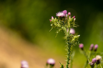 cardo en flor