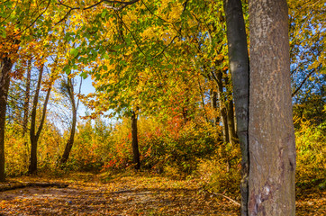 Fototapeta premium City park in the sunny day in the autumn season