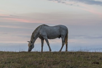 A beautiful white horse feeding in a green pasture in Spain in front of the ocean
