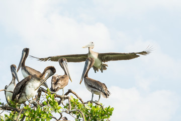 Fototapeta na wymiar pelicano