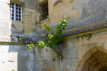 A small tree on the wall of an old castle.