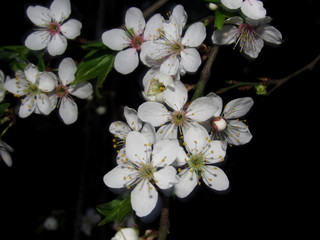 flowers of apple tree