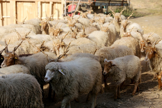 Authentic hungarian sheep breed name is racka sheep