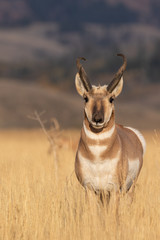 Pronghorn Antelope Buck in Fall