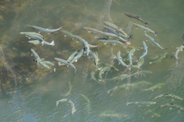 fish in water