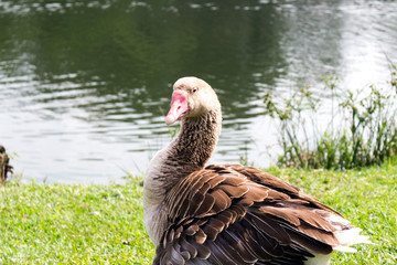 Ganso Branco e Marrom no Lago Ibirapuera